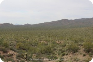 Saguaros near Tucson