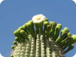 Saguaro flower