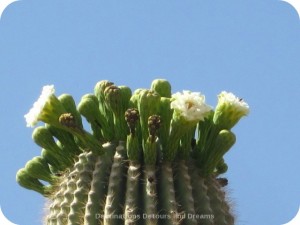 saguaro flowers