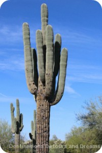 Saguaro holes for birds