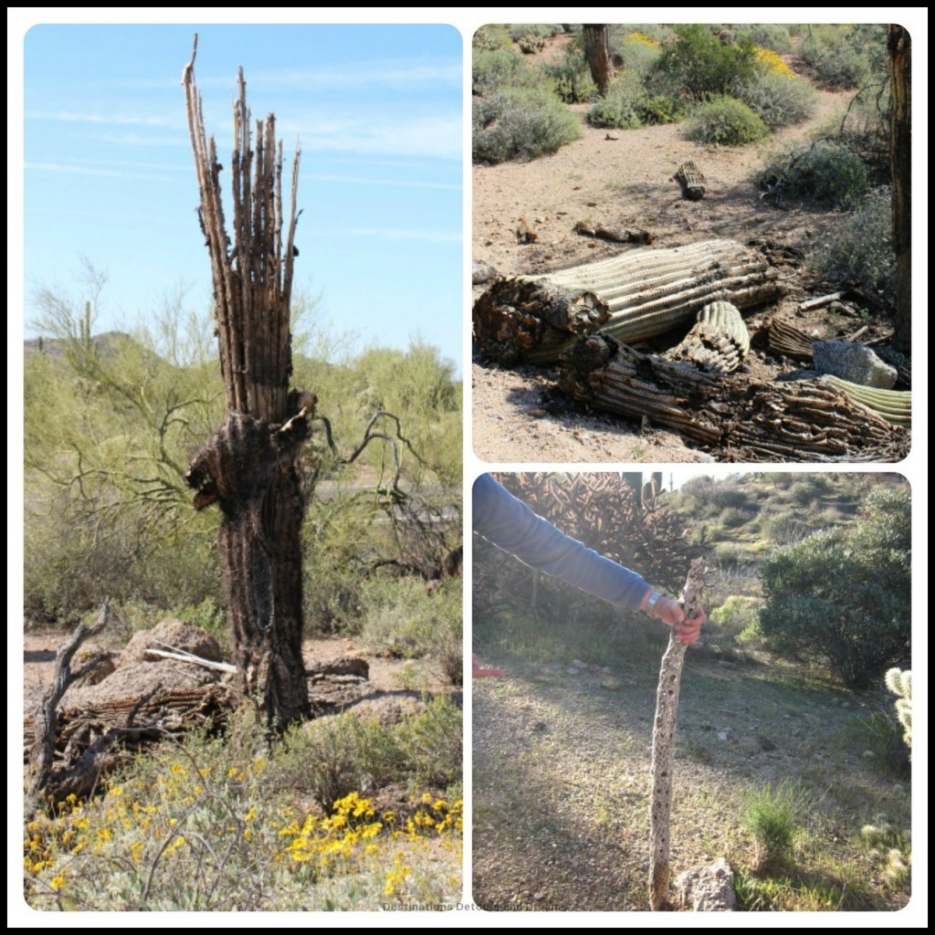 saguaro ribs