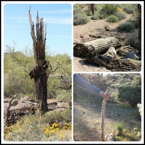 saguaro ribs