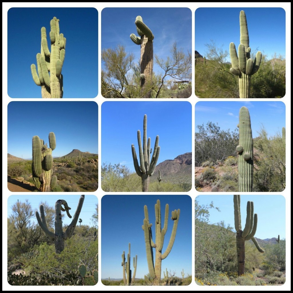 Assorted saguaros