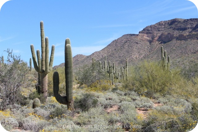 Saguaro Sampler