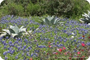 San Antonio Botanical Garden