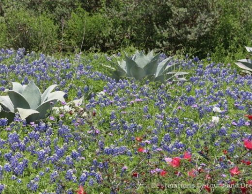 San Antonio Botanical Garden