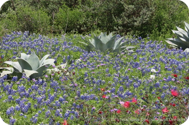 San Antonio Botanical Garden: Texas Ecosystems and Beyond
