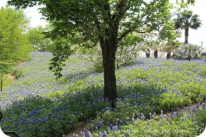 Texas bluebonnets