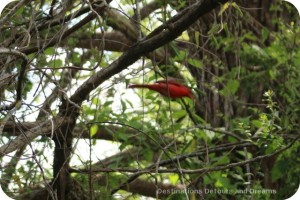 northern cardinal