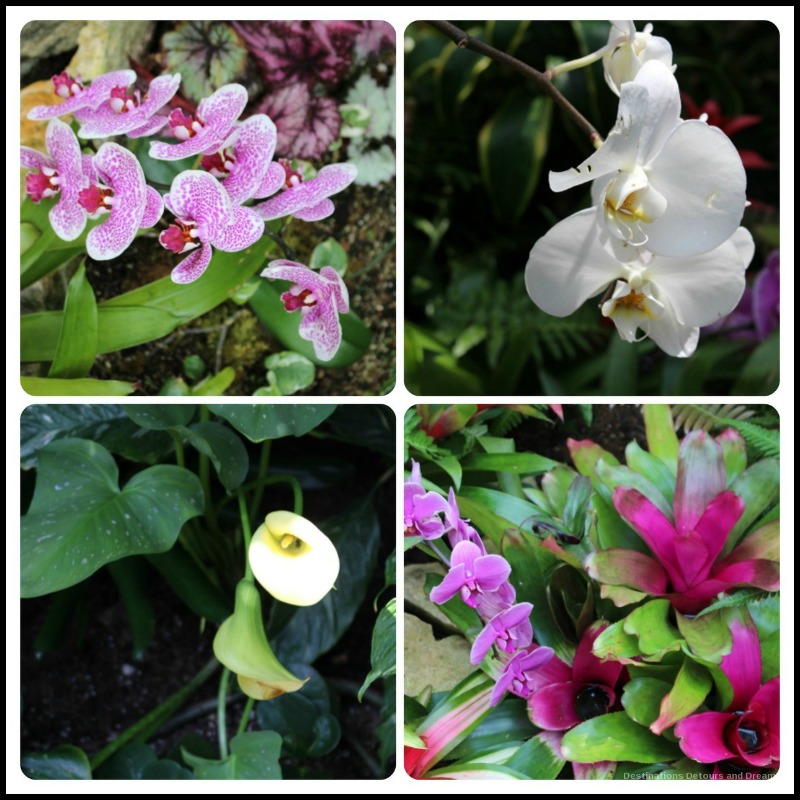 Blooms from San Antonio Botanical Garden