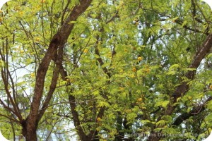 Huisaache tree in bloom