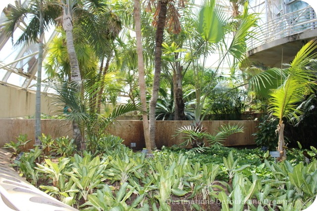 San Antonio Botanical Garden Palm and Cycad Pavilion