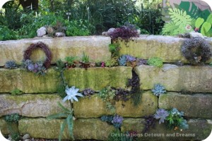 Succulents growing on stone