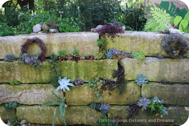 Succulents growing on stone