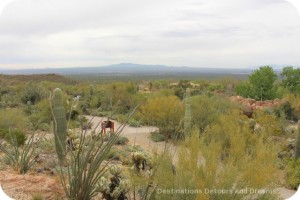 Arizona-Sonoran Desert Museum Avra Valley