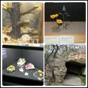 Arizona-Sonoran desert Museum exhibit sample