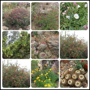 Arizona-Sonoran Desert Museum flowers