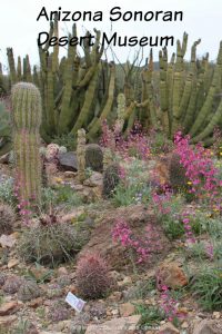 Arizona-Sonoran Desert Museum in Tucson is a fusion experience - zoo, botanical garden, aquarium, natural history museum, and desert walking paths