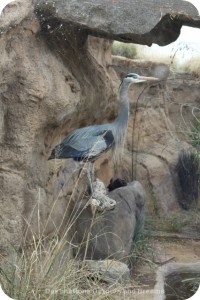 heron