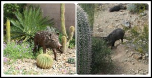 Javelinas