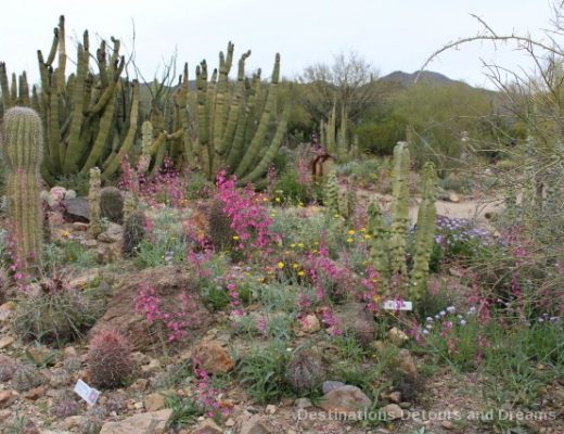 Arizona Sonoran Desert Museum