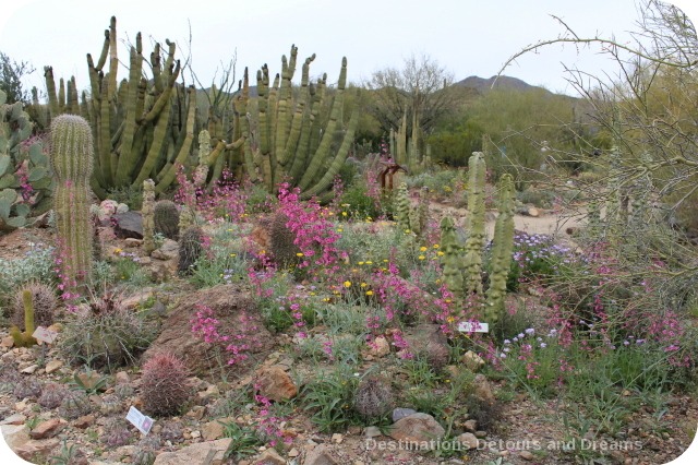 Arizona-Sonoran Desert Museum: Fusion Experience