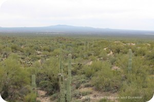 Arizona-Sonoran Museum Desert Loop trail