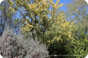 Blackbrush acacia in bloom
