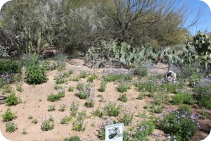 Monarch Butterfly Waystation