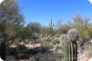 Tohono Chul Park cacti