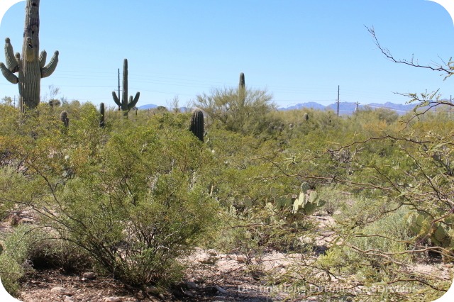 Tohono Chul Park