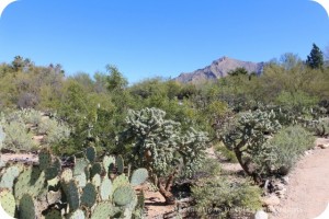 Tohono Chul Park