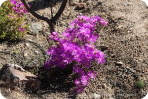 Neon flowers