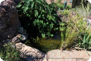 Desert pupfish