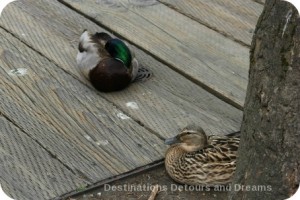 Ducks on Granville Island