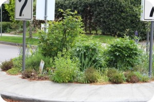 Vancouver Green Street traffic circle garden