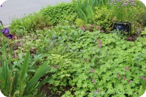 Vancouver Green Streets garden