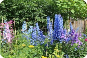 Delphiniums