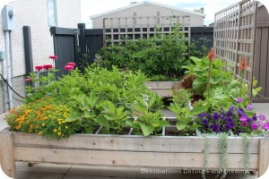 Raise square foot garden beds