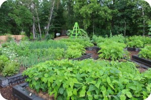 Raised garden beds