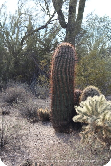Desert plant walk at Usery Mountain Park