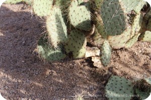 Cactus nibbled on by a rat