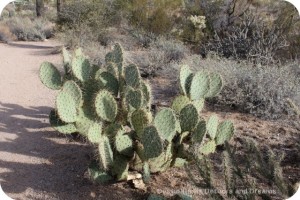 Cacti in Usery Mountain Park