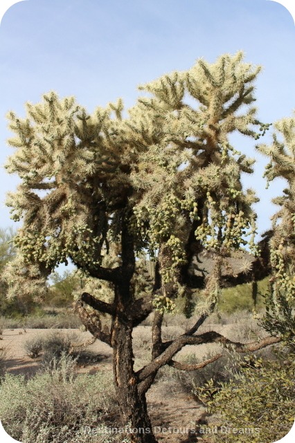 Chainfruit cholla at Usery Mountain Park