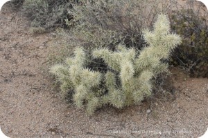 Cholla on Desert Plant Walk at Usery Mountain Park