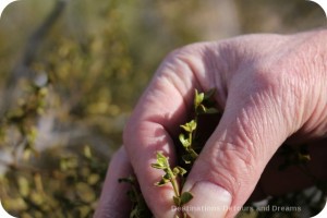 Waxy creosote leaves