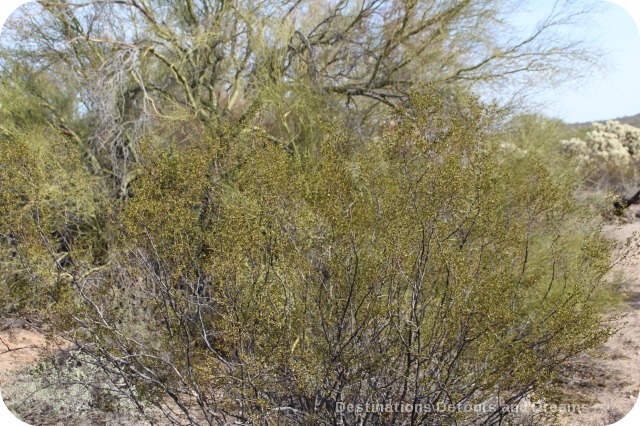 Creosote bush at Usery Mountain Park
