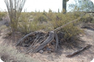 Desert Plant Walk in Usery Mountain Park