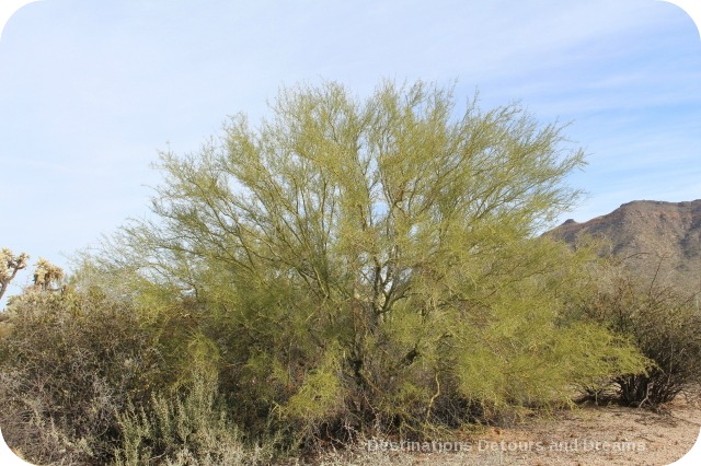 Palo verde tree at Usery Mountain Park