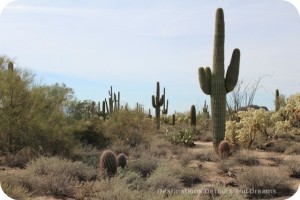 Desert Plant Walk at Usery Mountain Park